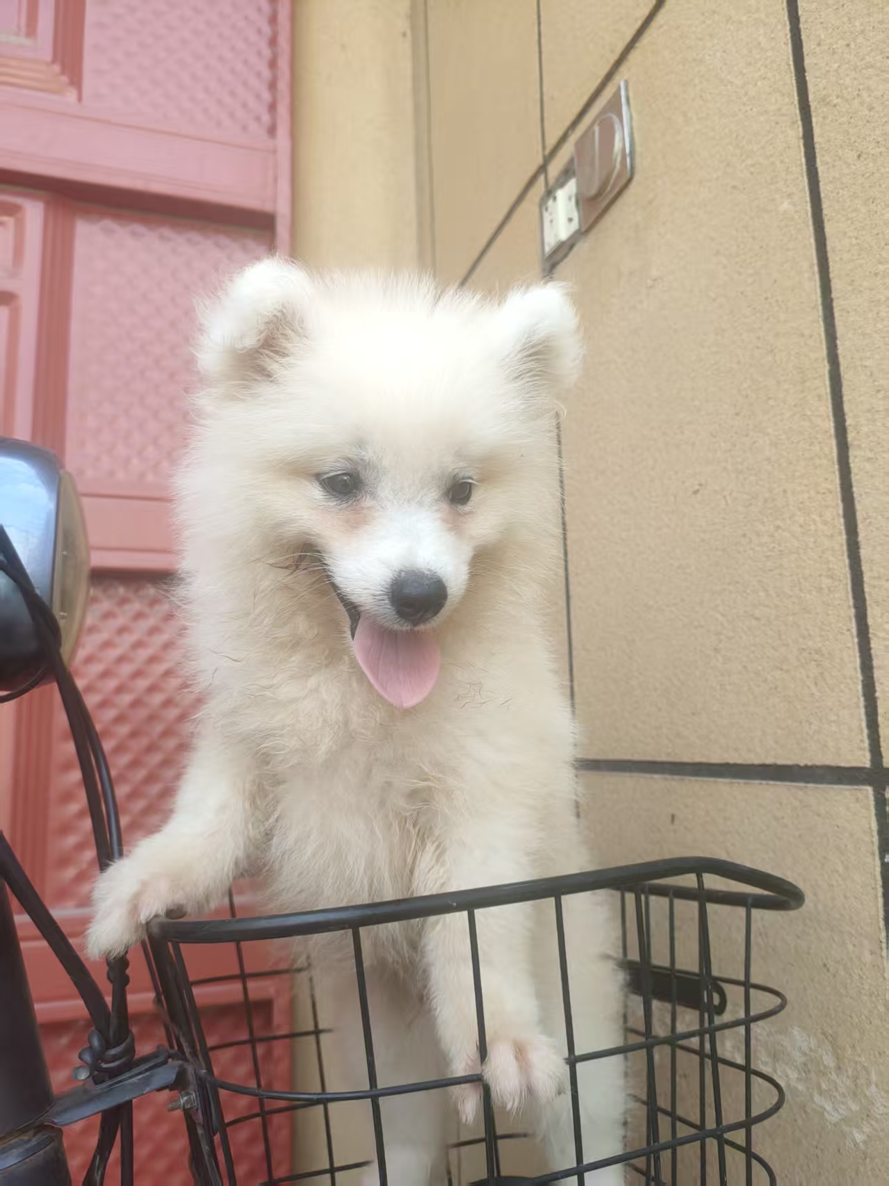 萨摩耶幼犬温顺善良，耐力好，外形优美，表情丰富，聪明伶俐记忆力强